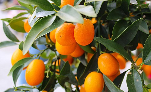 Kumquat