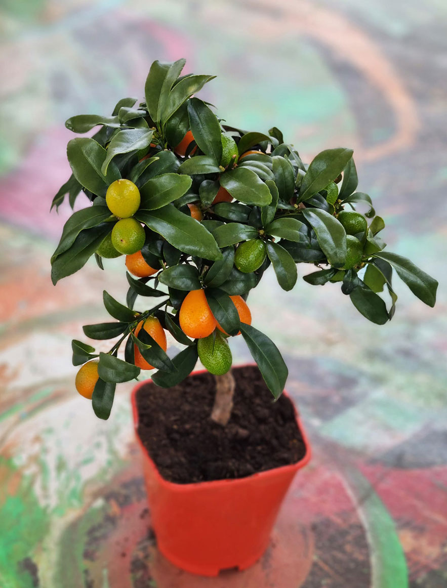Kumquat Kumquat