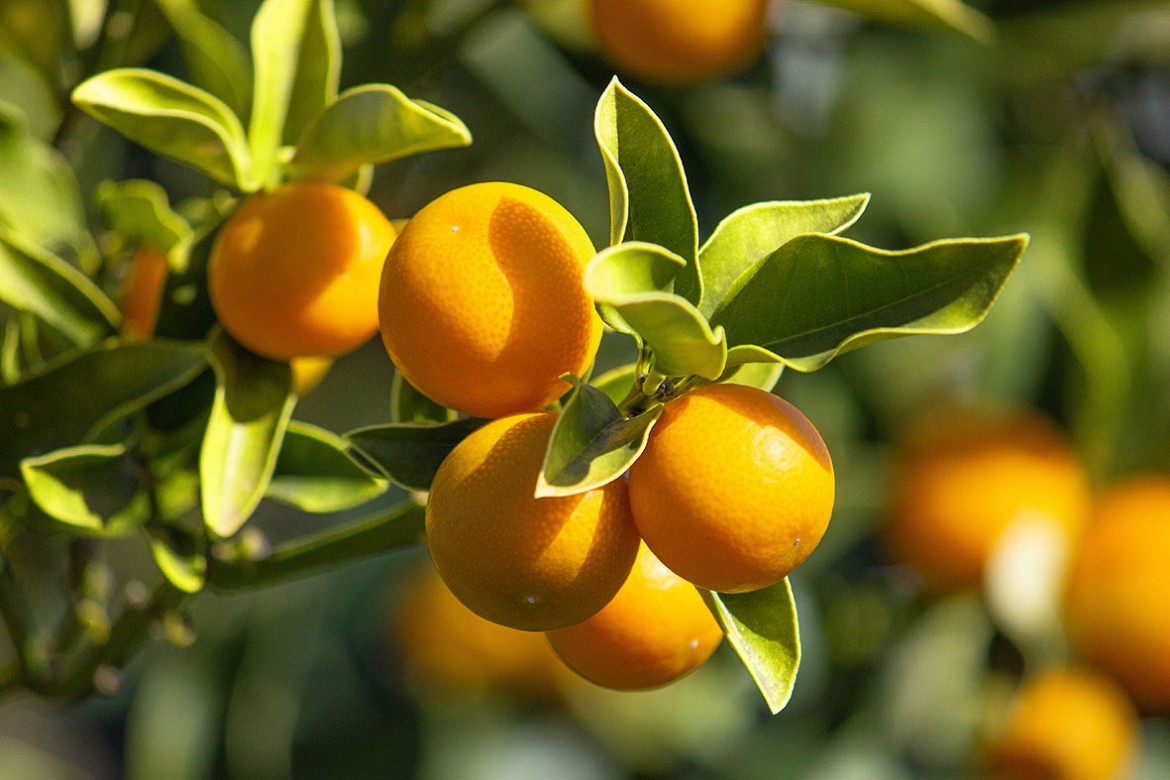 Kumquat-tondo Kumquat-tondo
