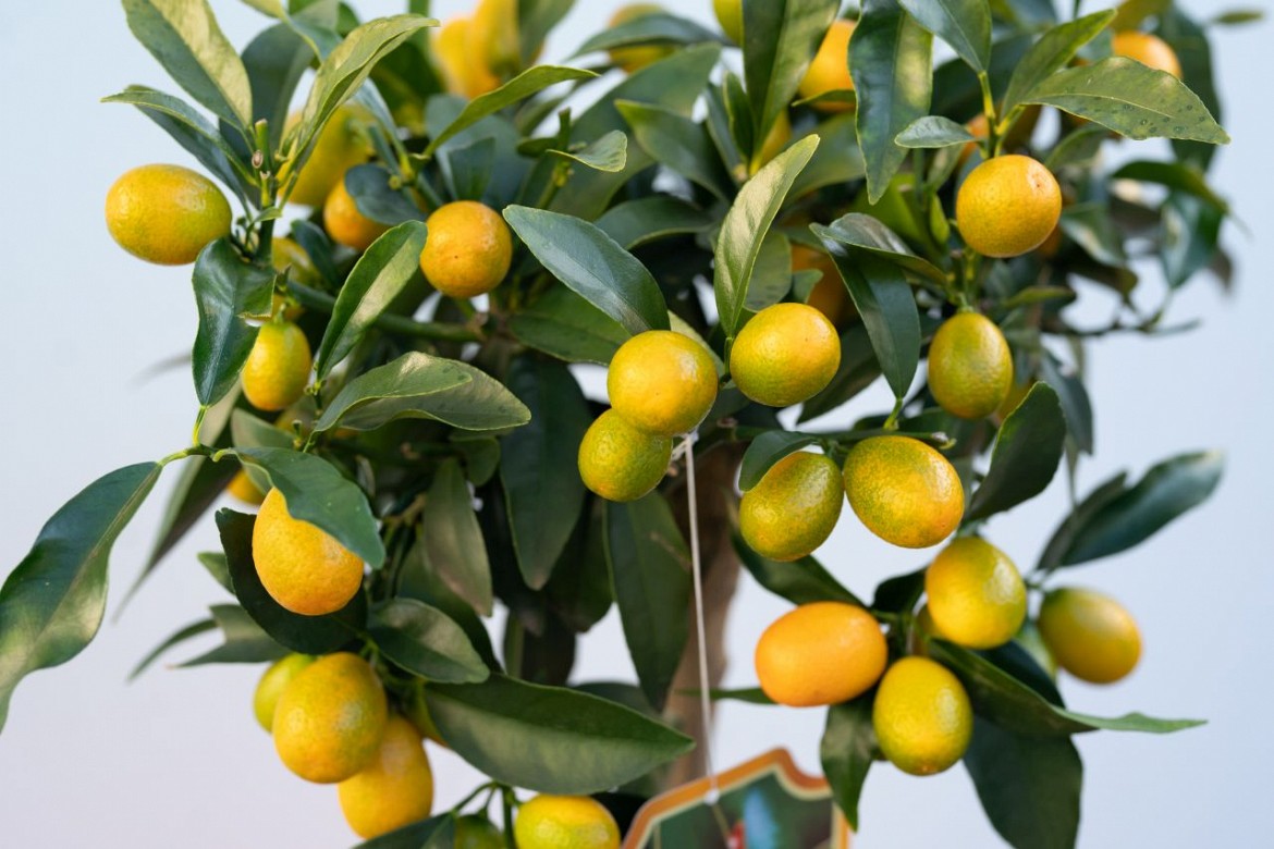 Kumquat Kumquat