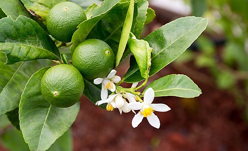 Citron-vert