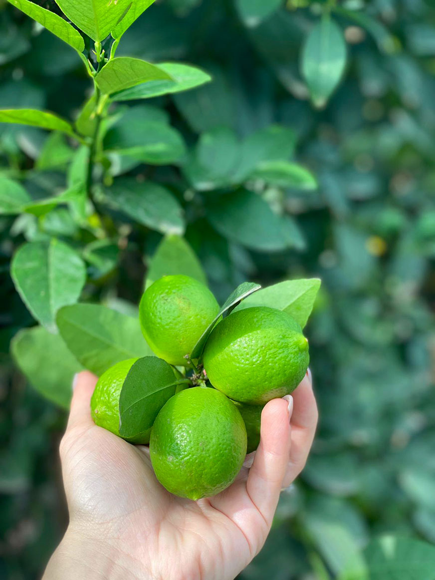 Lime Lime