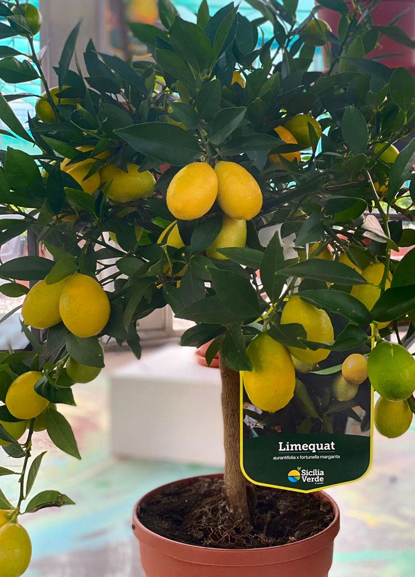 Limequat Limequat