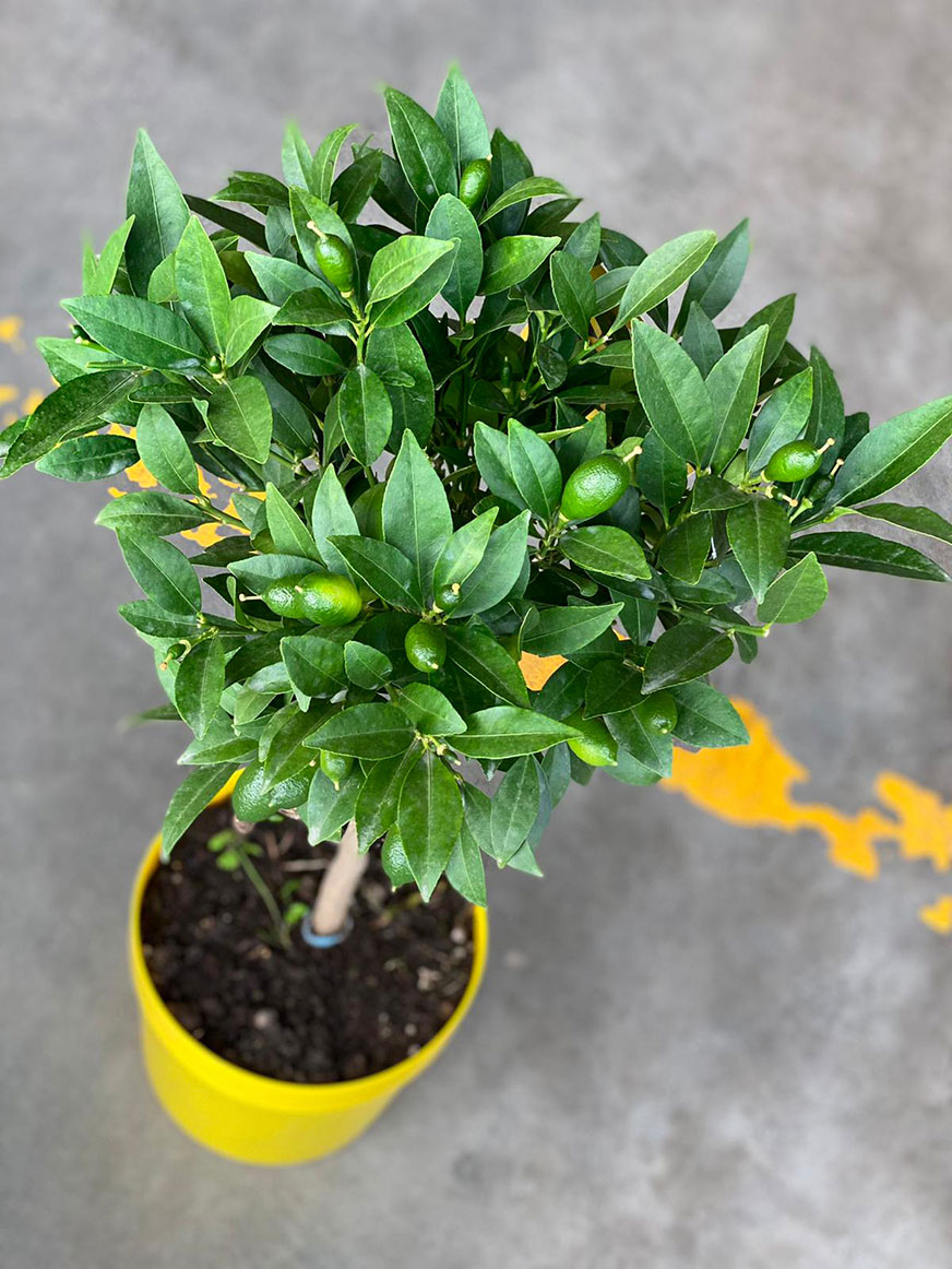 Limequat Limequat