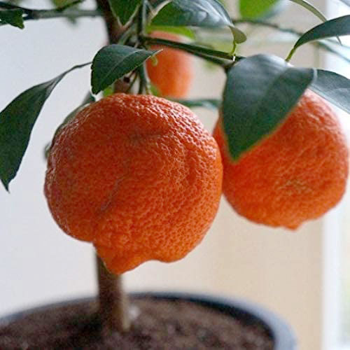 Limetta-Rossa Limetta-Rossa