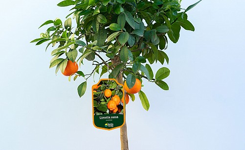 Limetta-Rossa