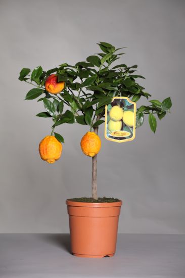 Limone-rosso Limone-rosso