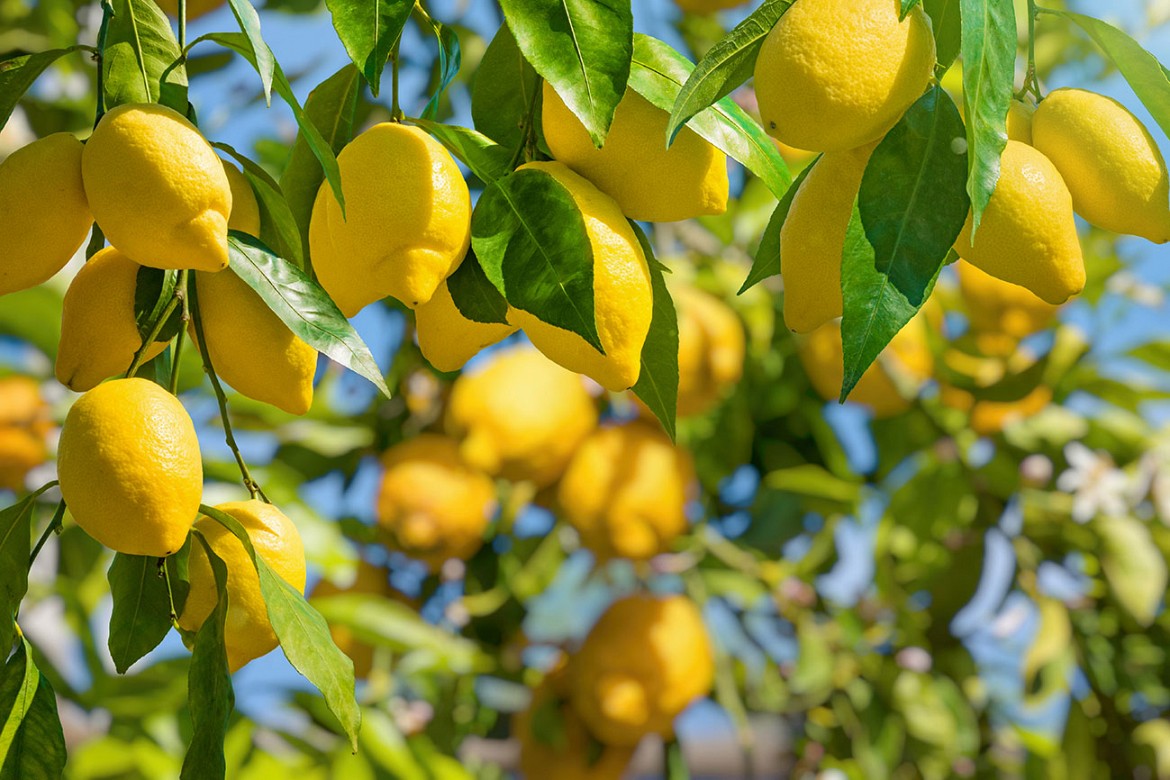 Limone_amalfitano Limone_amalfitano