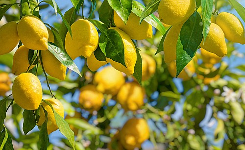 Limone_amalfitano