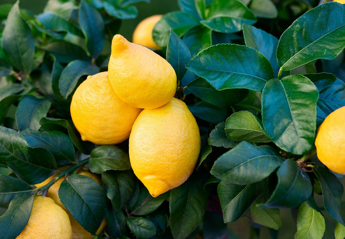 Limone-cappuccio Limone-cappuccio