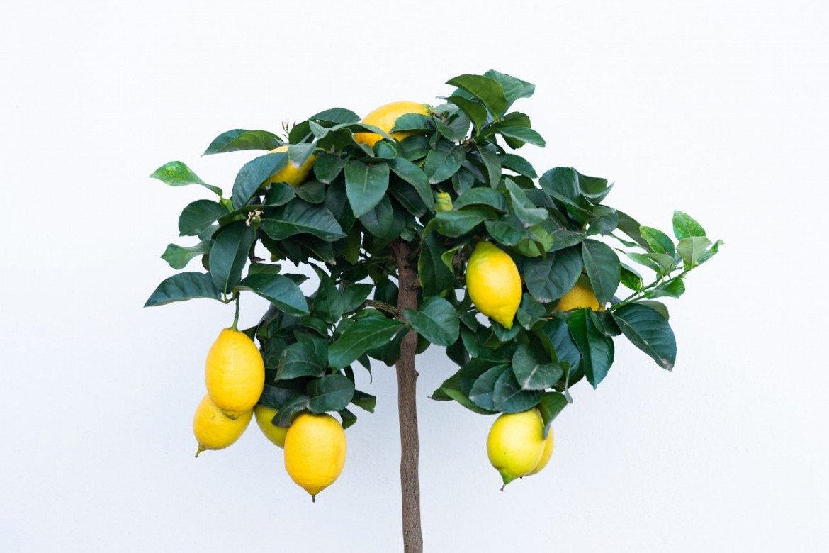 Limone-lunario Limone-lunario