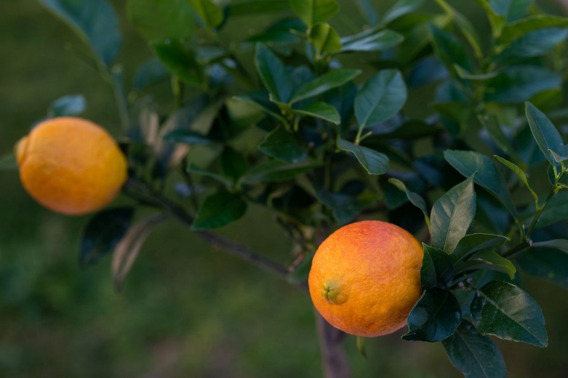 Limone-rosso Limone-rosso