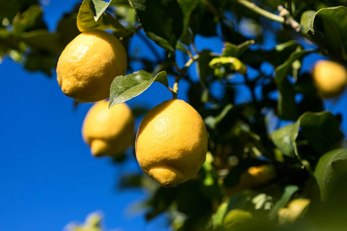 Limone-siracusano Limone-siracusano
