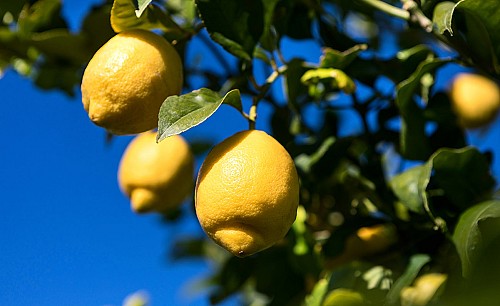 Citronnier-de-Syracuse