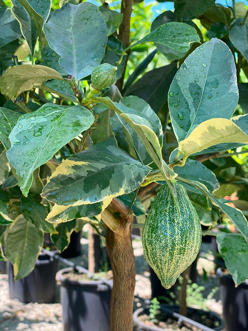 Limone-variegato Limone-variegato