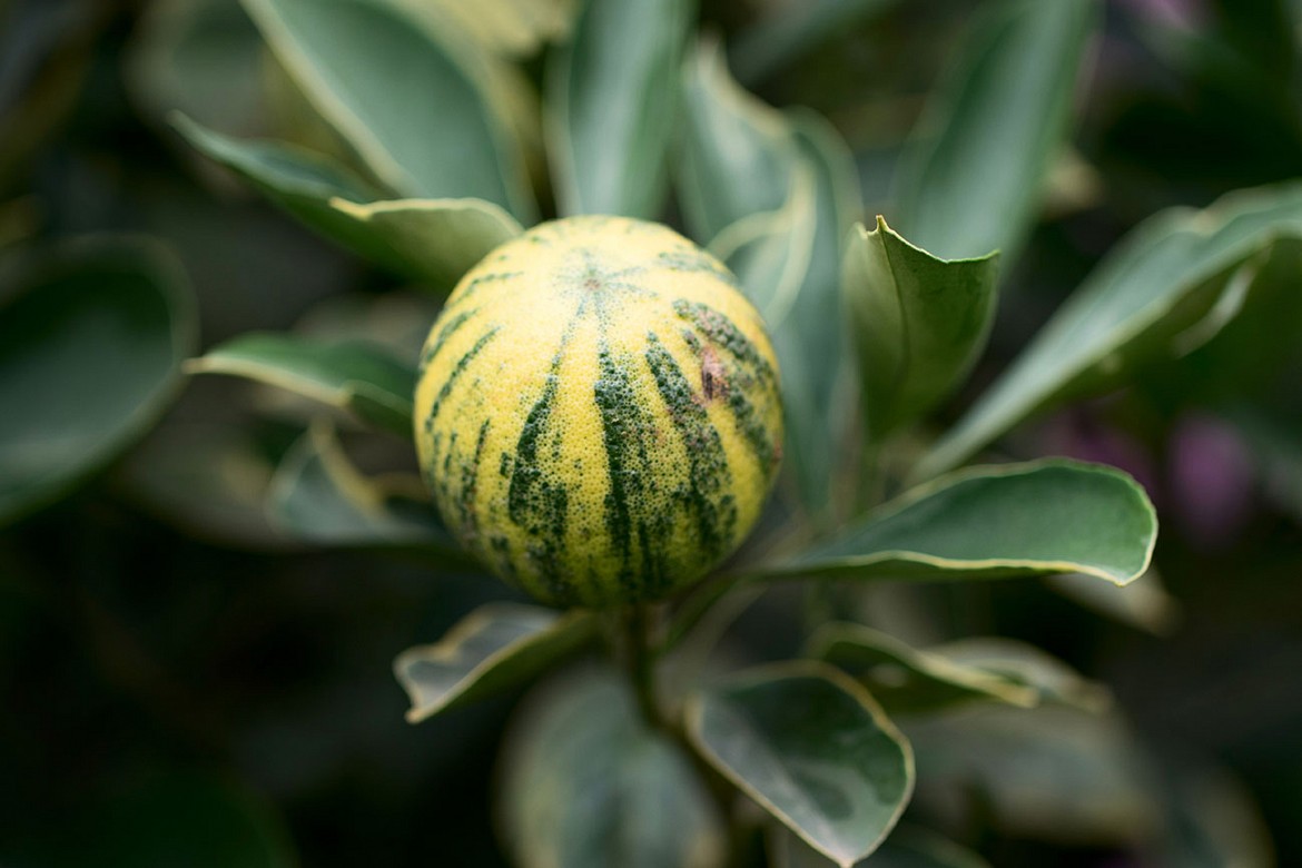 Limone-variegato-piccolo Limone-variegato-piccolo