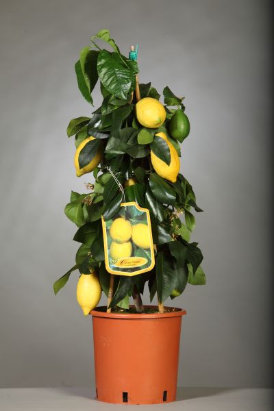 Limone-lunario Limone-lunario