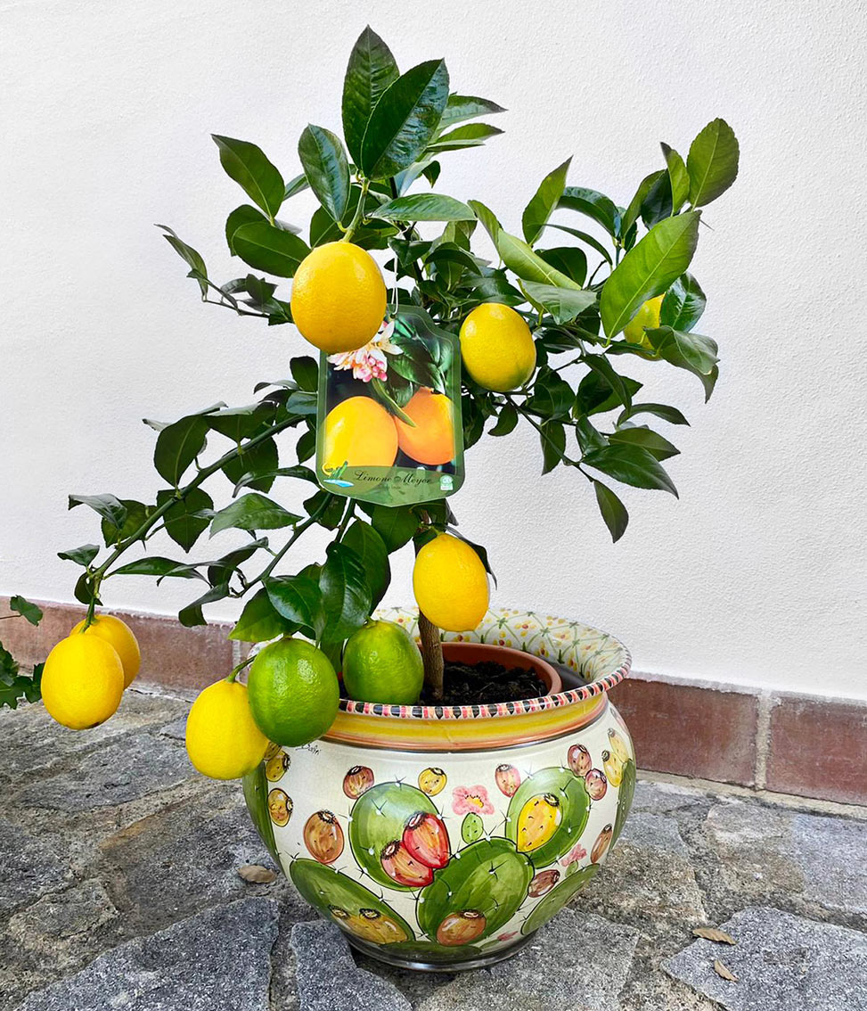 Limone-Meyer Limone-Meyer