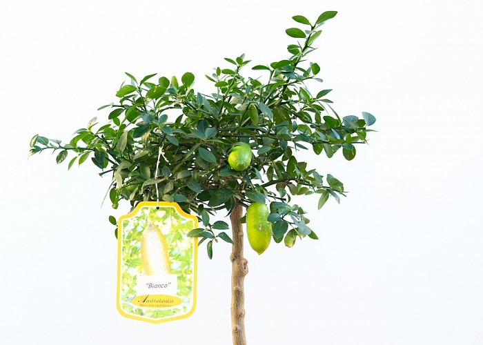 Microcitrus/Citrus Australasica