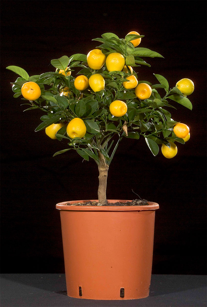 kumquat-obovata kumquat-obovata