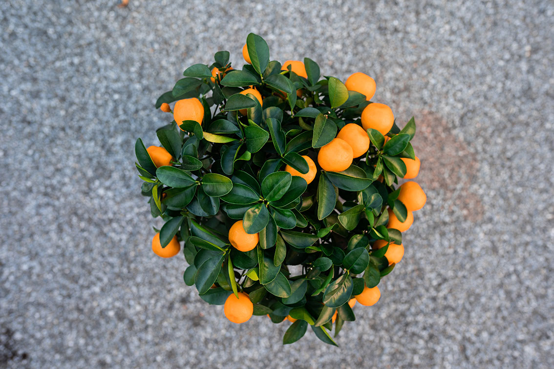 kumquat-obovata kumquat-obovata