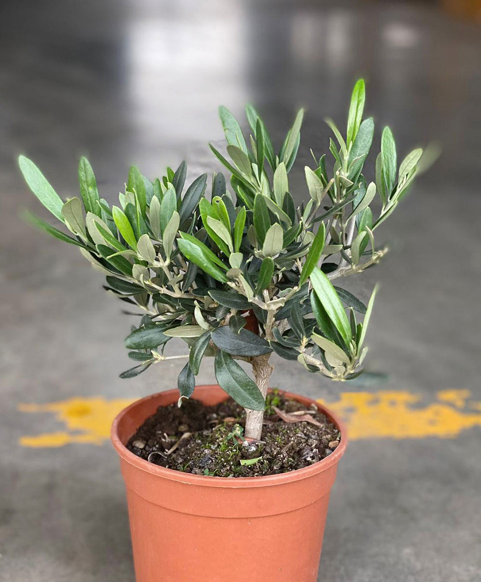 Olivo Olivo