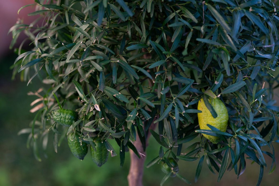 Papuana Papuana