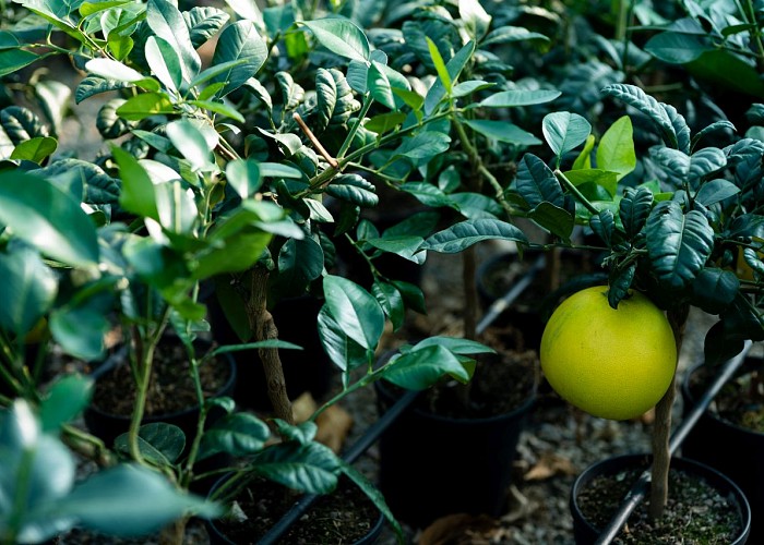 Citrus Bergamia