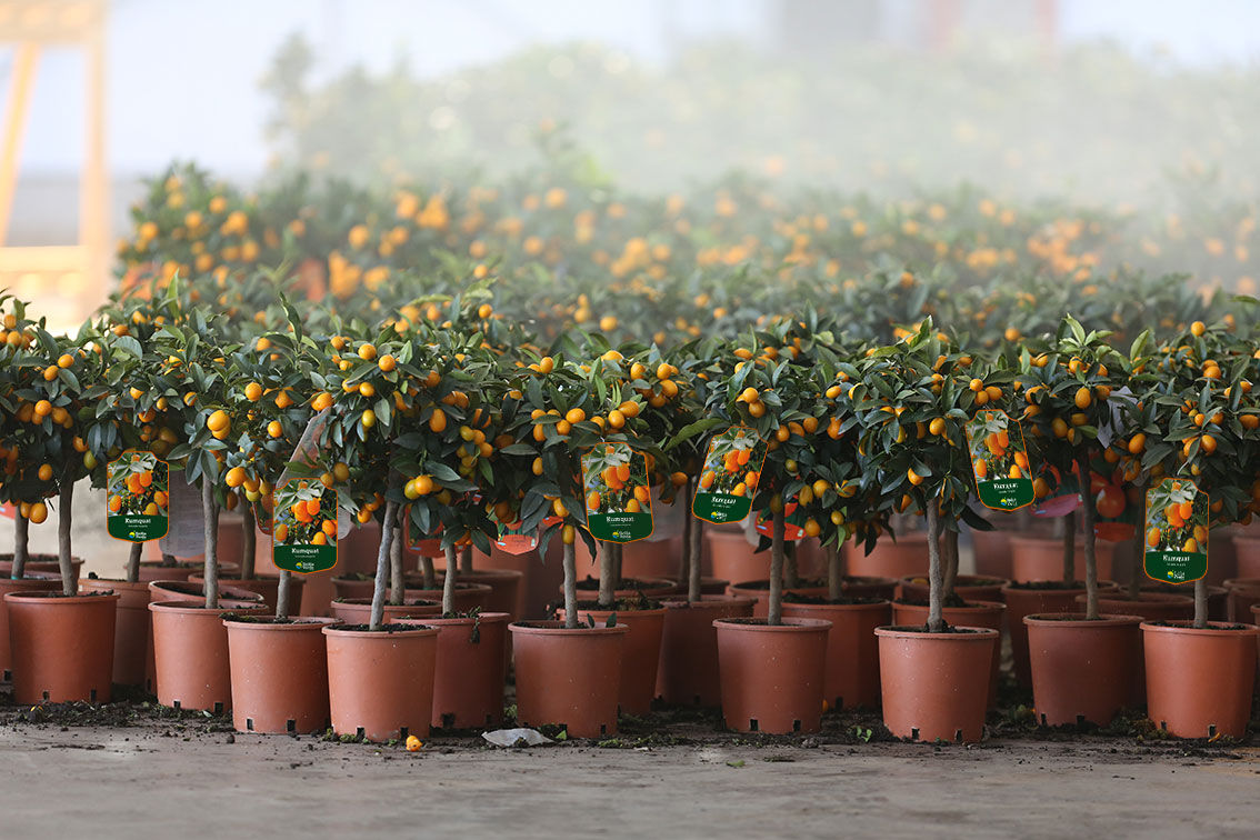 Kumquat Kumquat