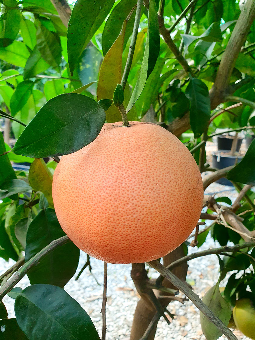 Pompelmo-rosa Pompelmo-rosa
