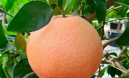 Pink-grapefruit
