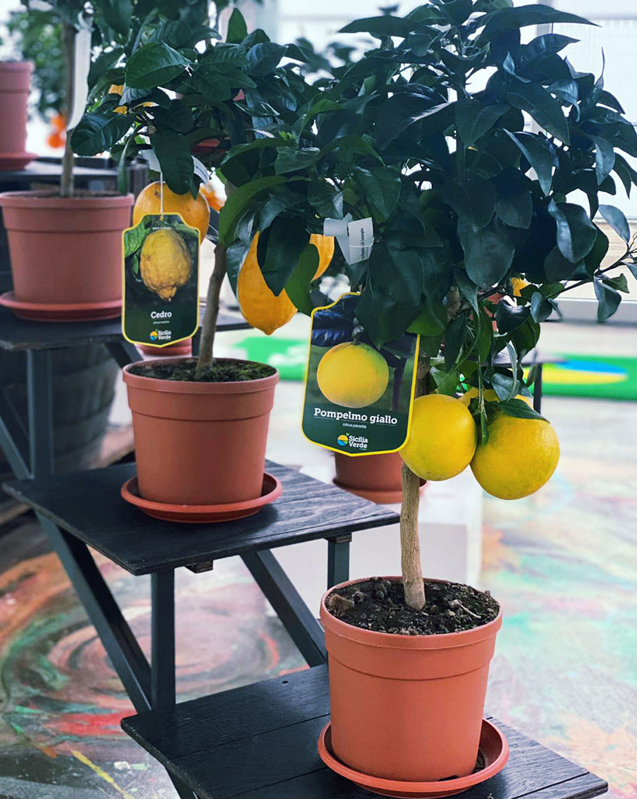 Pompelmo-giallo Pompelmo-giallo