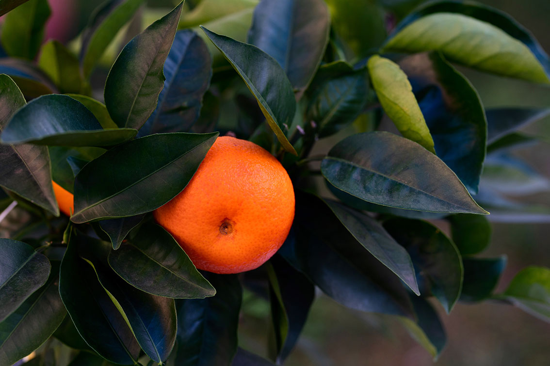 Satsuma-Miyagawa Satsuma-Miyagawa