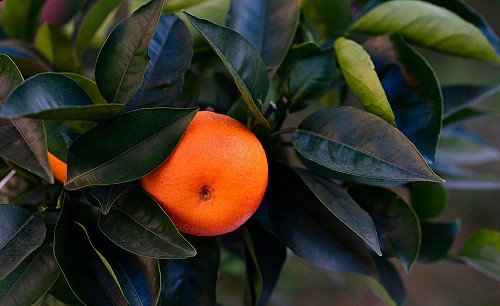Satsuma-Miyagawa