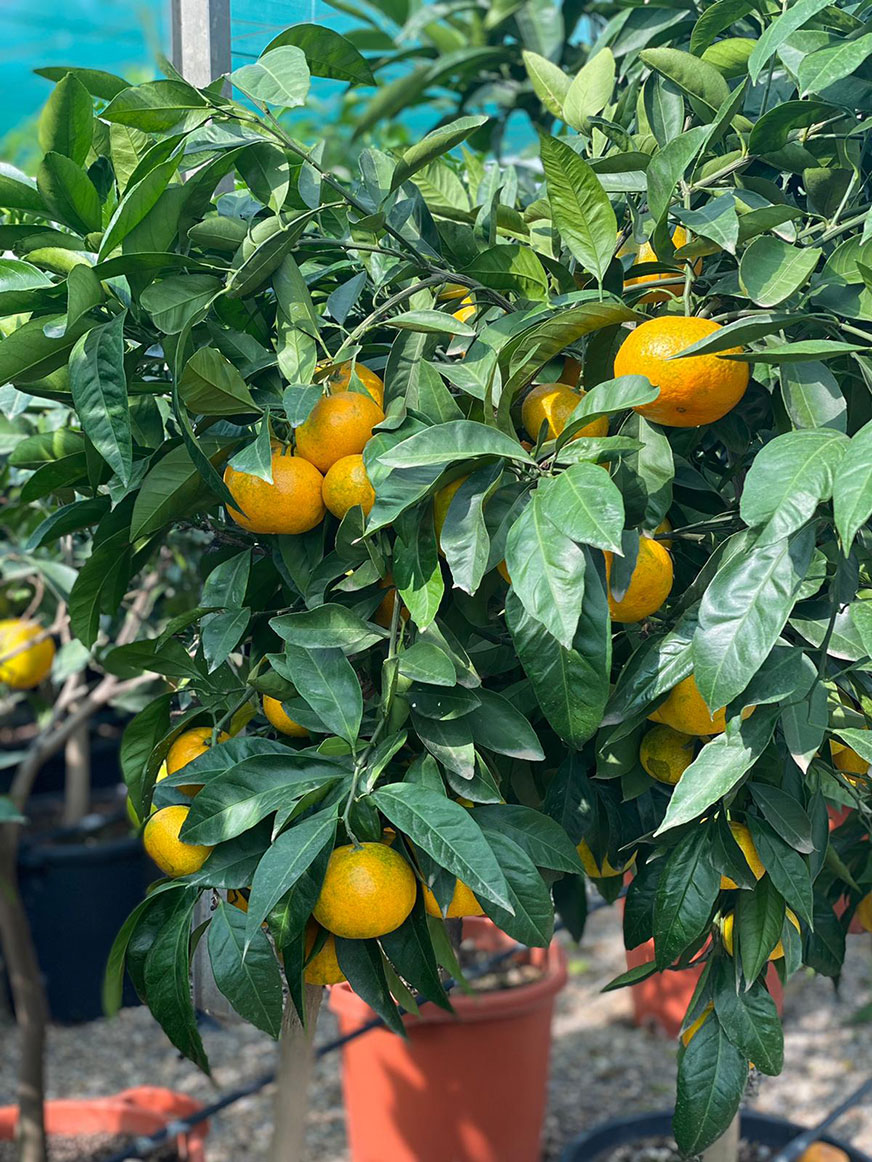 Satsuma-Miyagawa Satsuma-Miyagawa