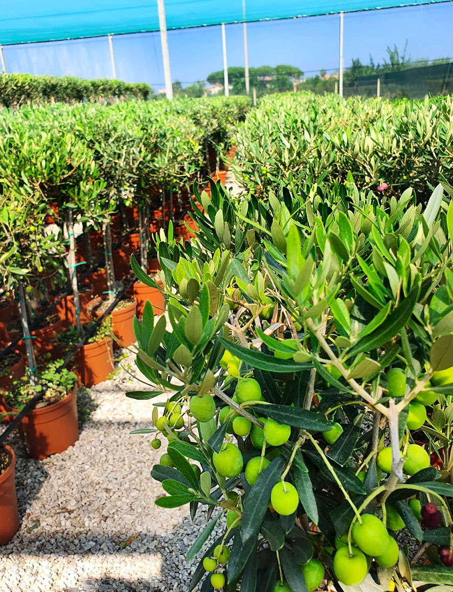 Olivo Olivo