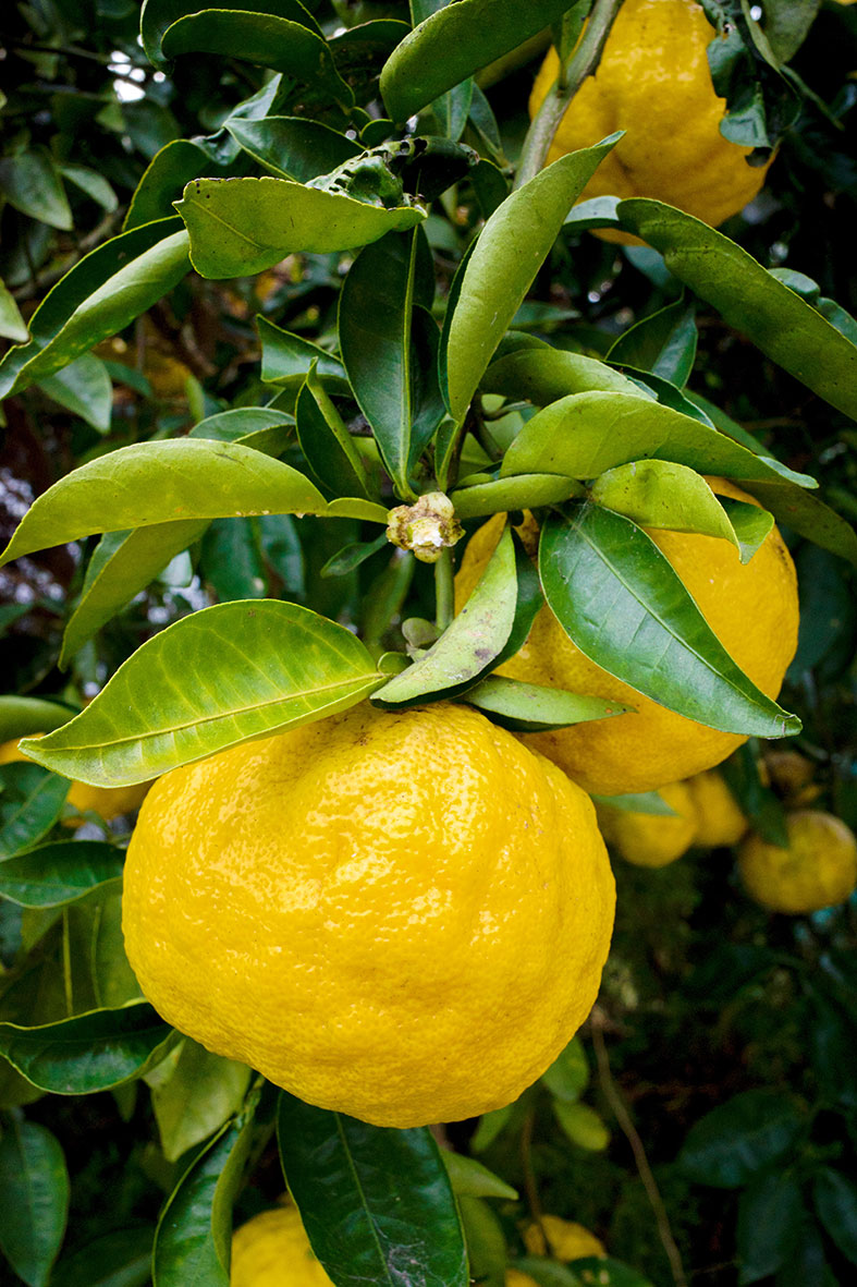 Yuzu Yuzu