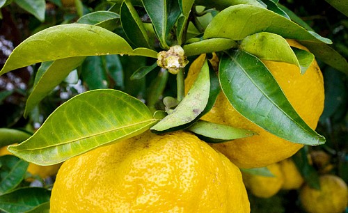 Yuzu